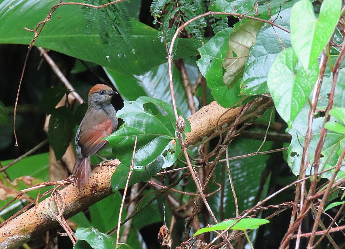 McConnell's Spinetail - ML254233361