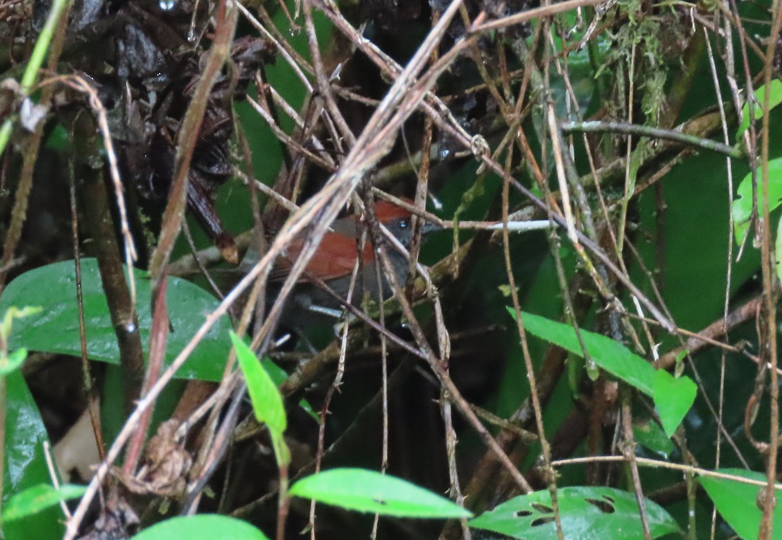 McConnell's Spinetail - ML254233421