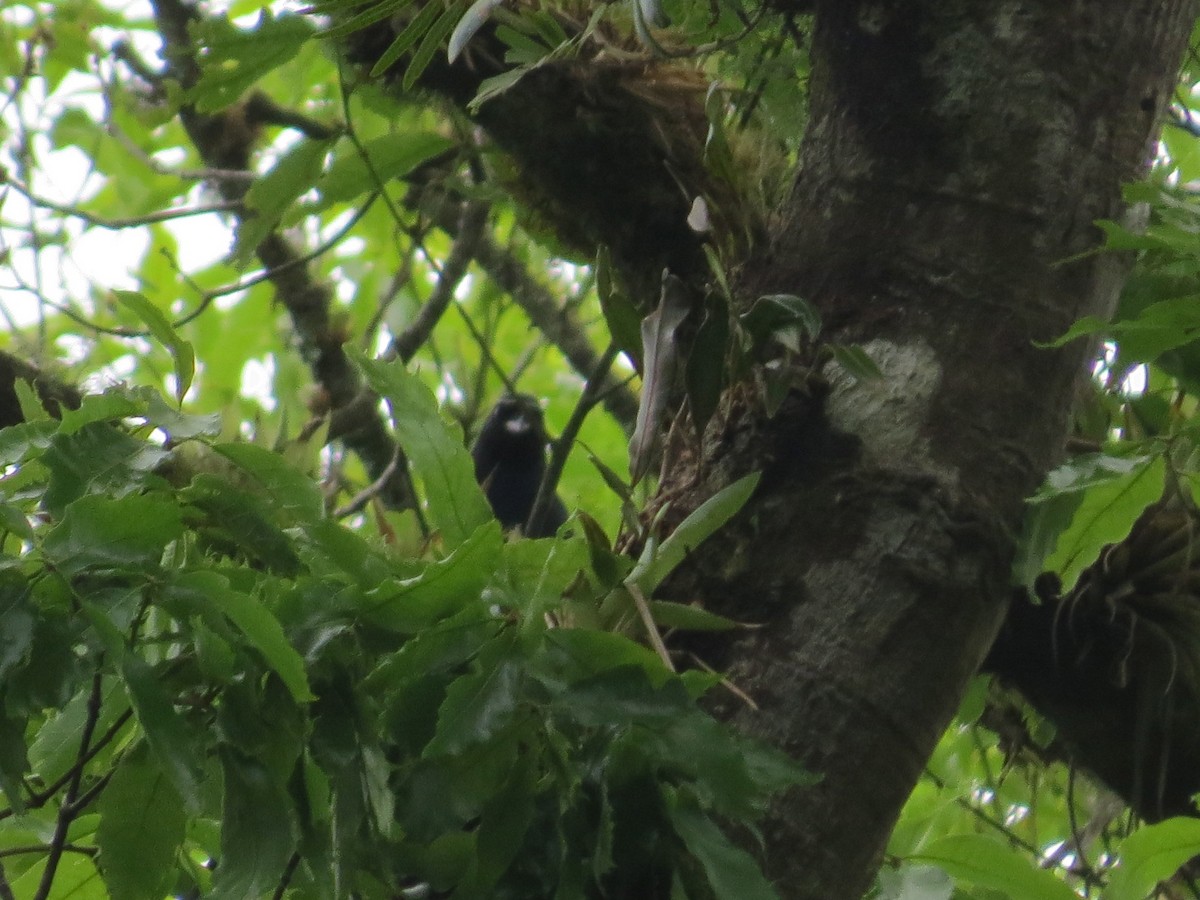 Black-throated Jay - ML254233851