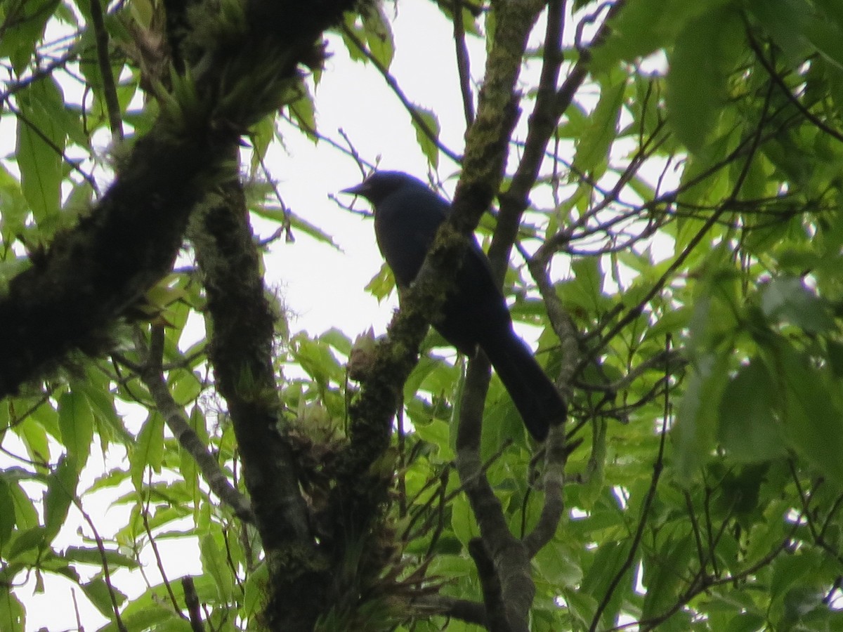 Black-throated Jay - ML254233861