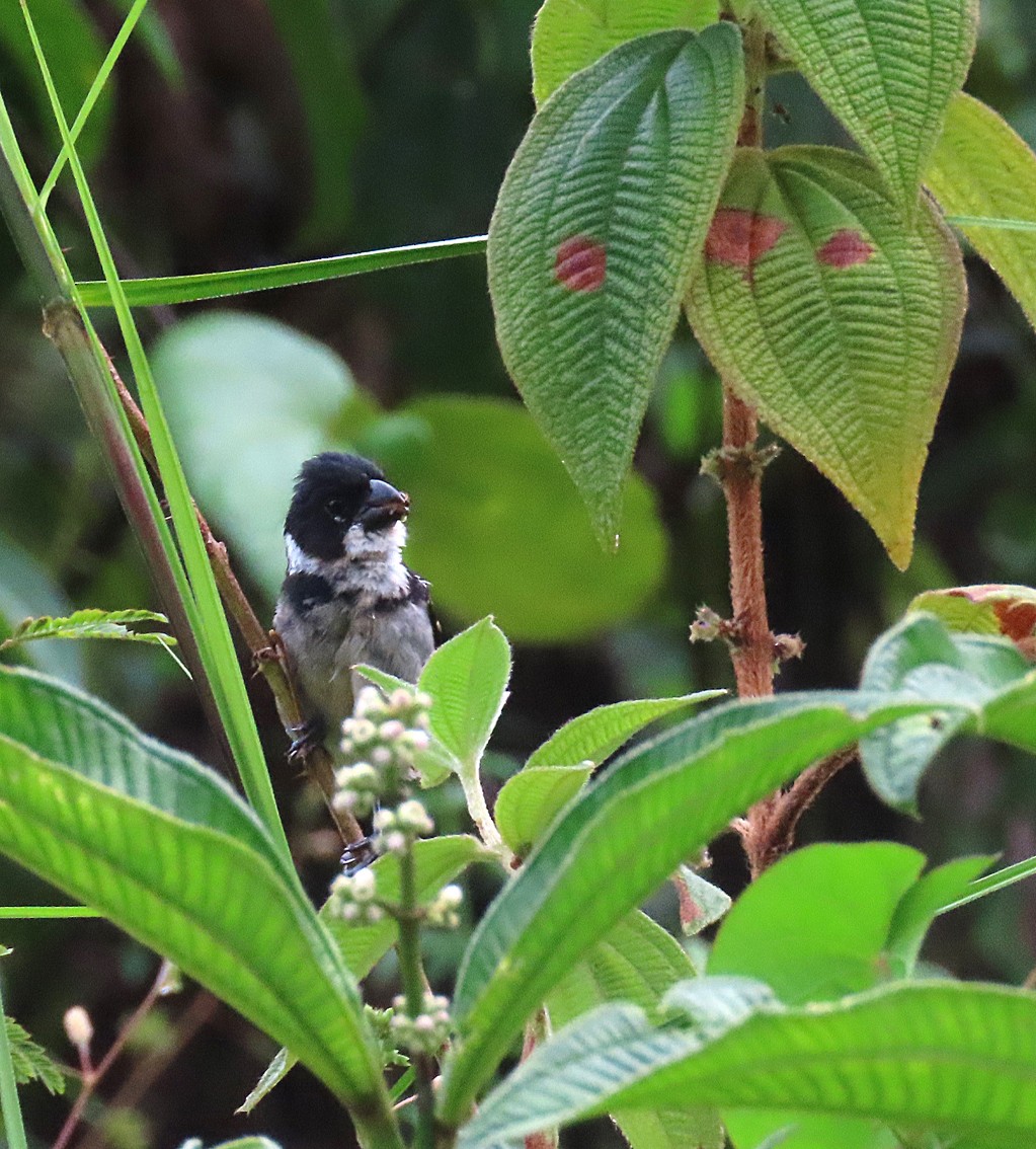 Wing-barred Seedeater - sylvain Uriot