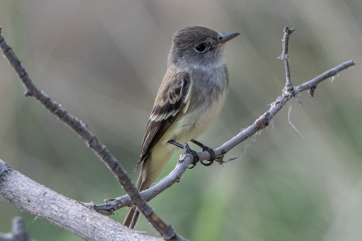 Willow Flycatcher - ML254236611