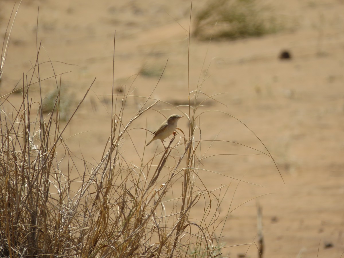 African Desert Warbler - ML254236841