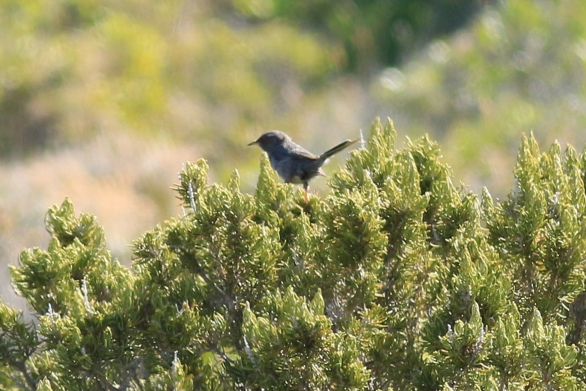 Marmora's Warbler - ML254237061