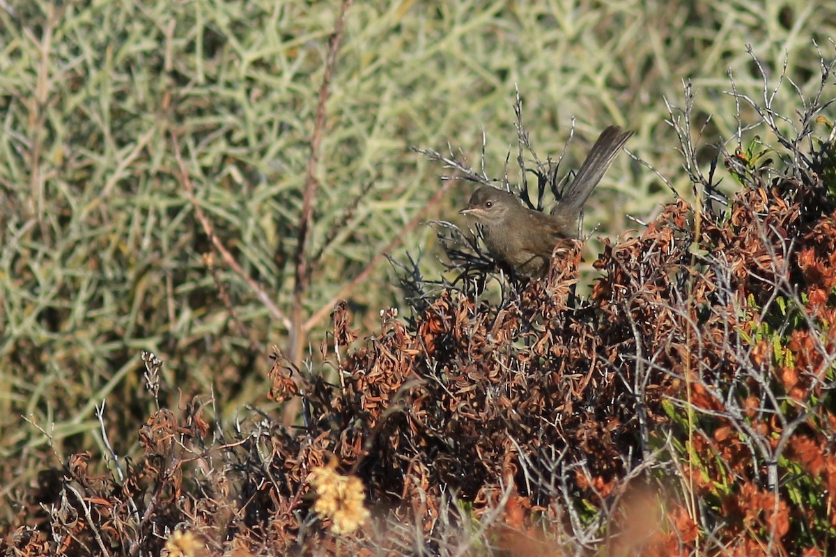 Marmora's Warbler - ML254237091