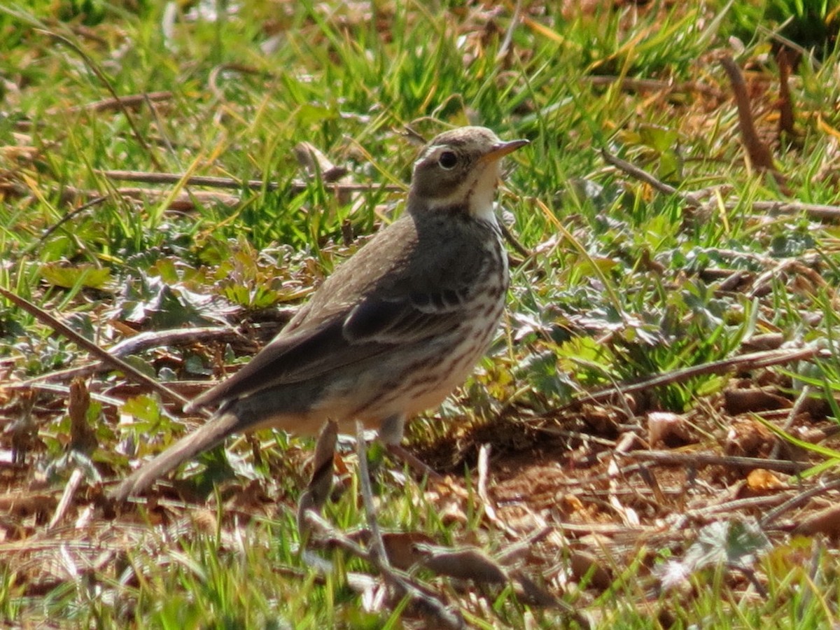 American Pipit - ML25423711
