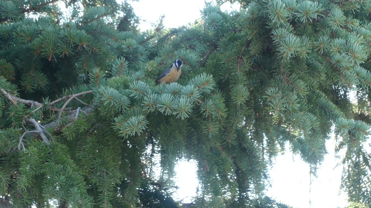 Red-breasted Nuthatch - ML254238621