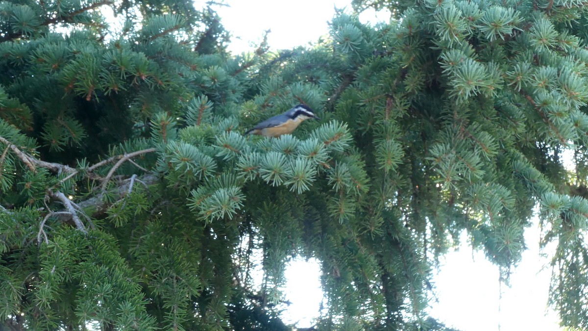 Red-breasted Nuthatch - ML254238631