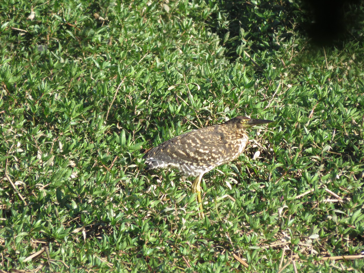 Rufescent Tiger-Heron - ML254238681