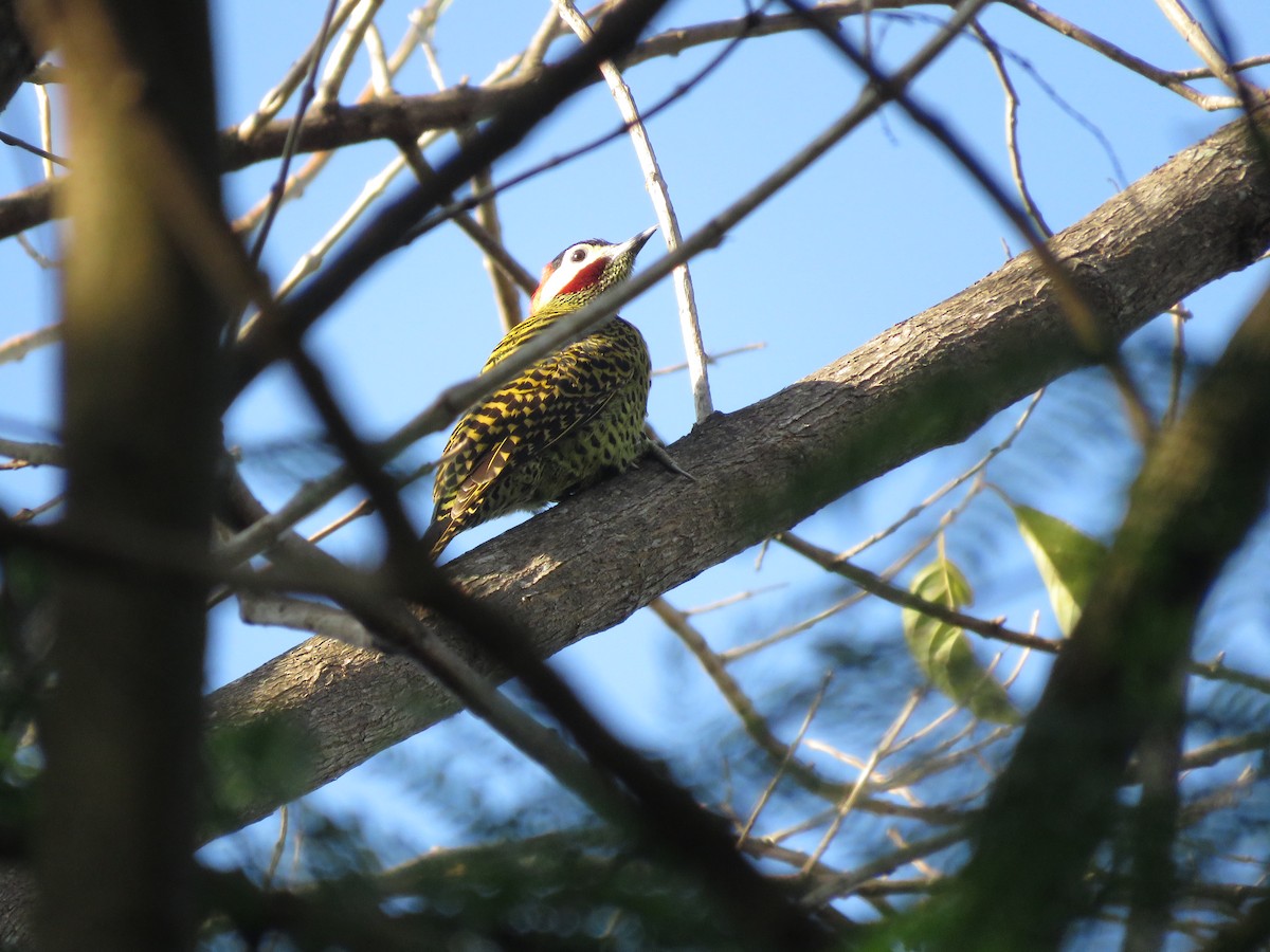 Green-barred Woodpecker - ML254238871