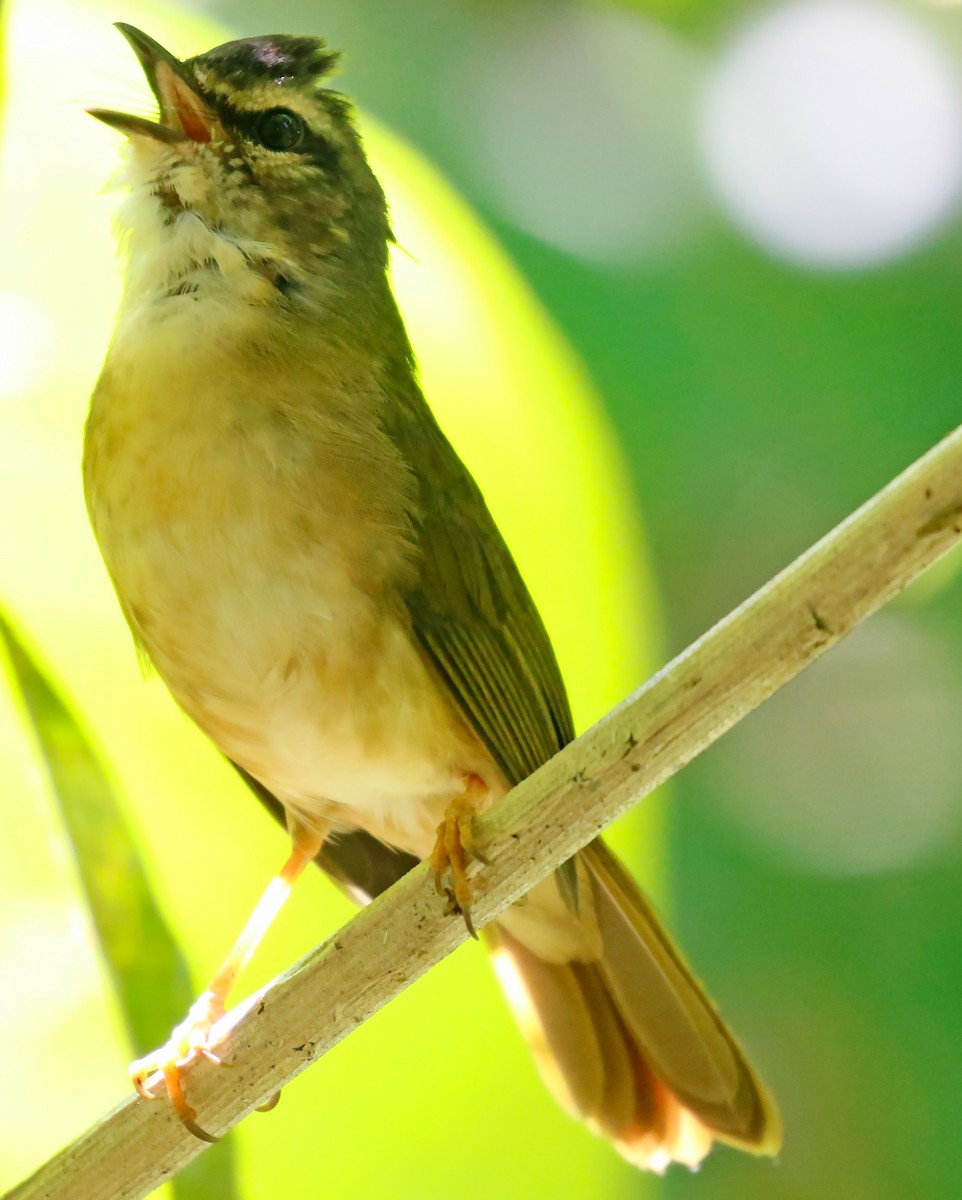 Riverbank Warbler - ML254239151