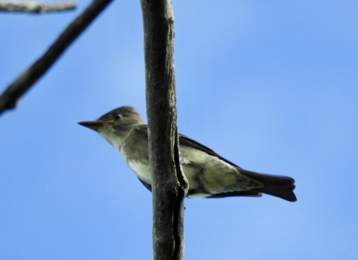 Olive-sided Flycatcher - ML254240211