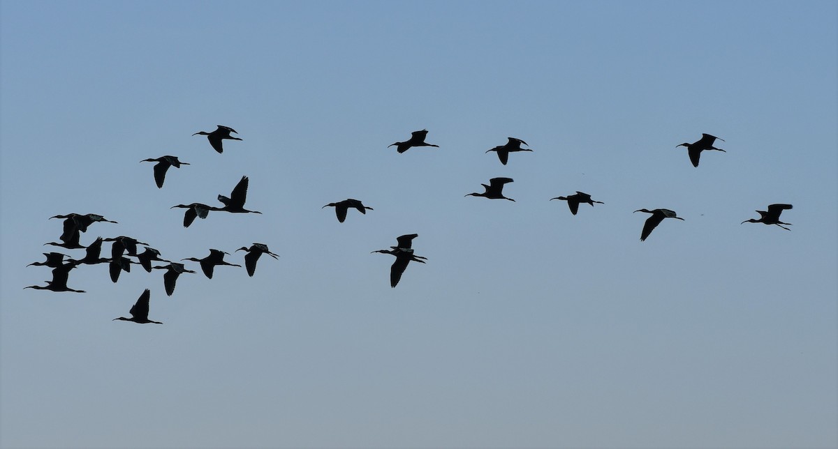 White-faced Ibis - ML254240591