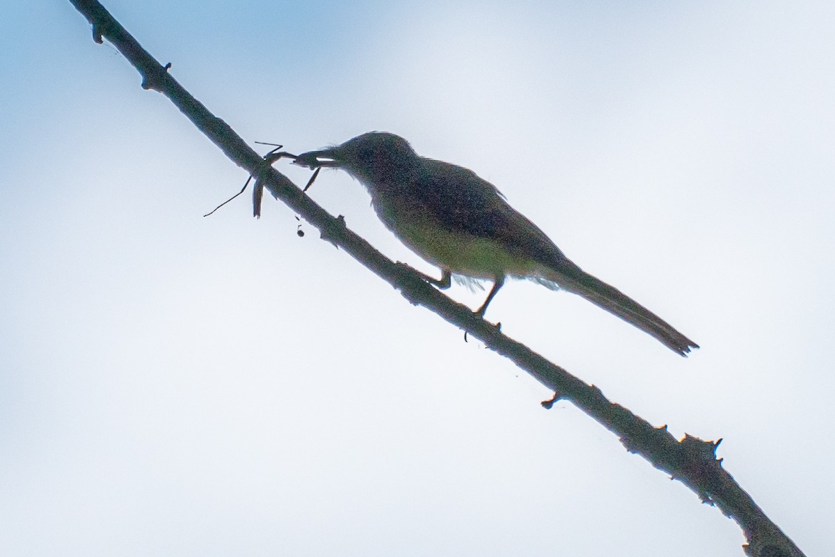 Great Crested Flycatcher - ML254241291