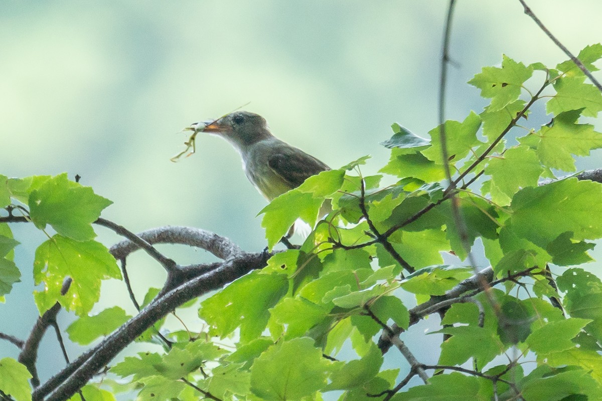 Great Crested Flycatcher - ML254241301