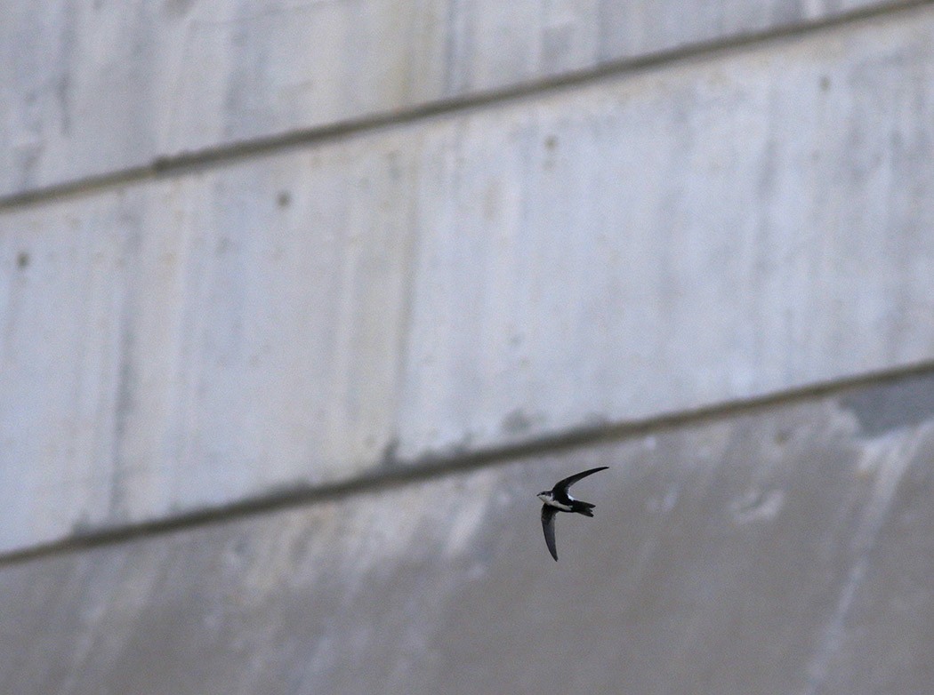 White-throated Swift - Bill Maynard