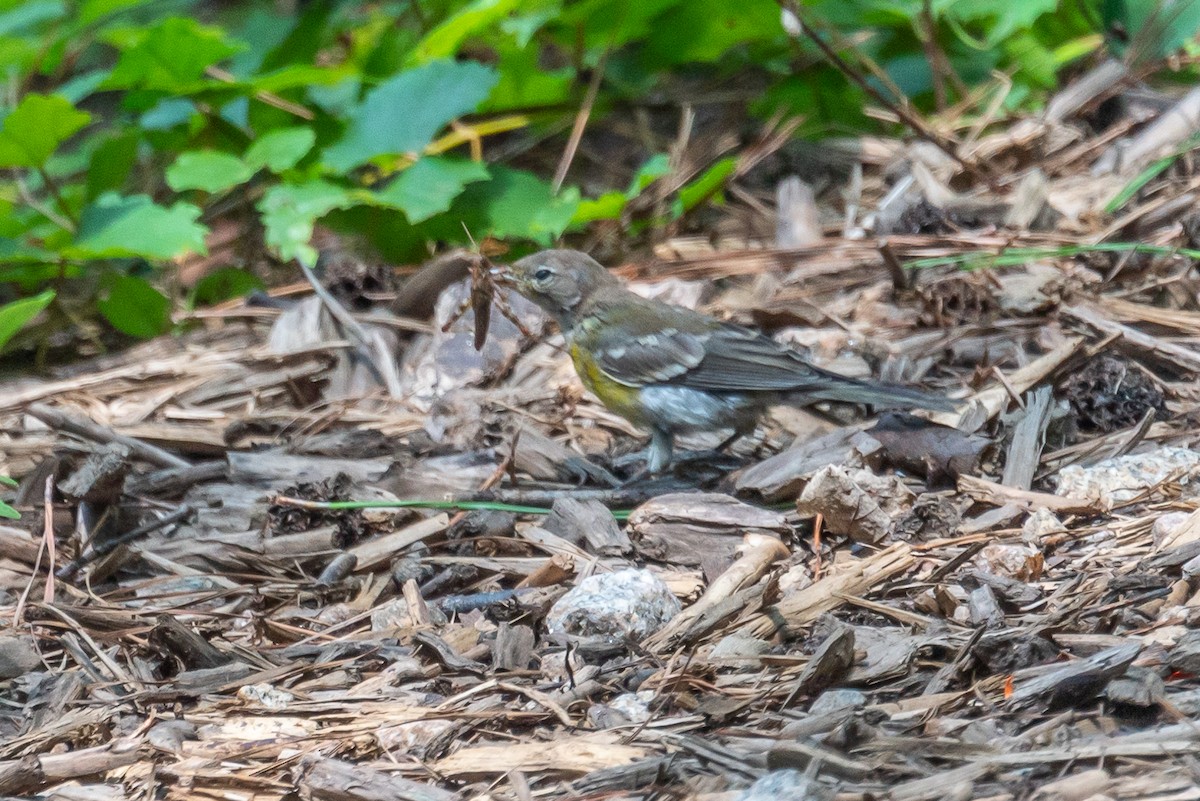 Pine Warbler - Niki Robertson