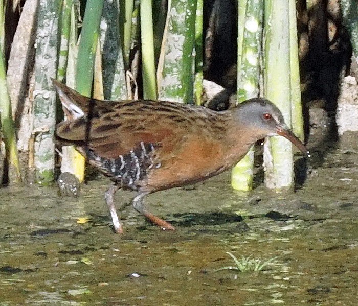 Virginia Rail - ML254242571