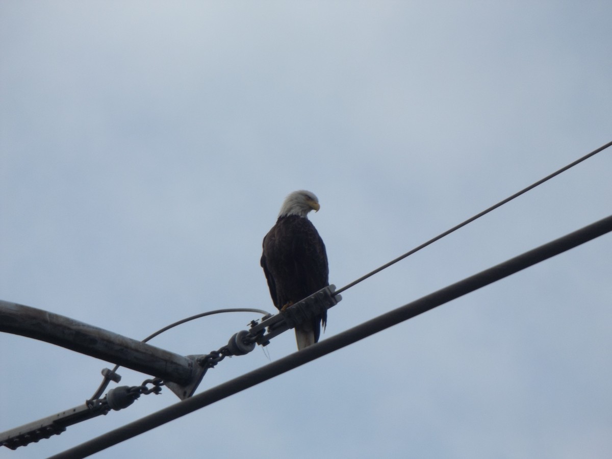 Bald Eagle - ML254242611