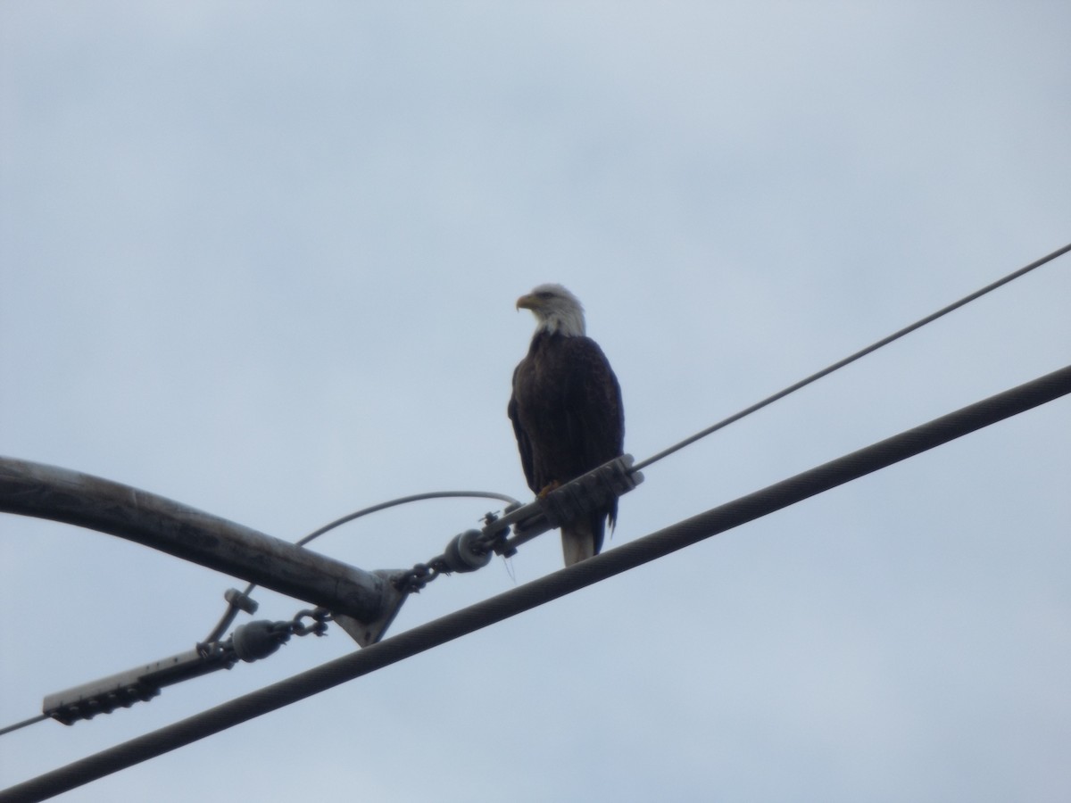 Bald Eagle - ML254242621