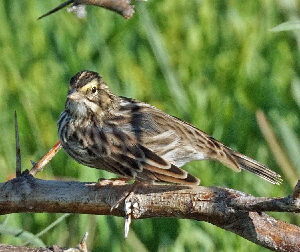 Пасовник савановий - ML254242811