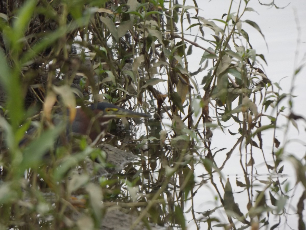 Green Heron - ML254242901