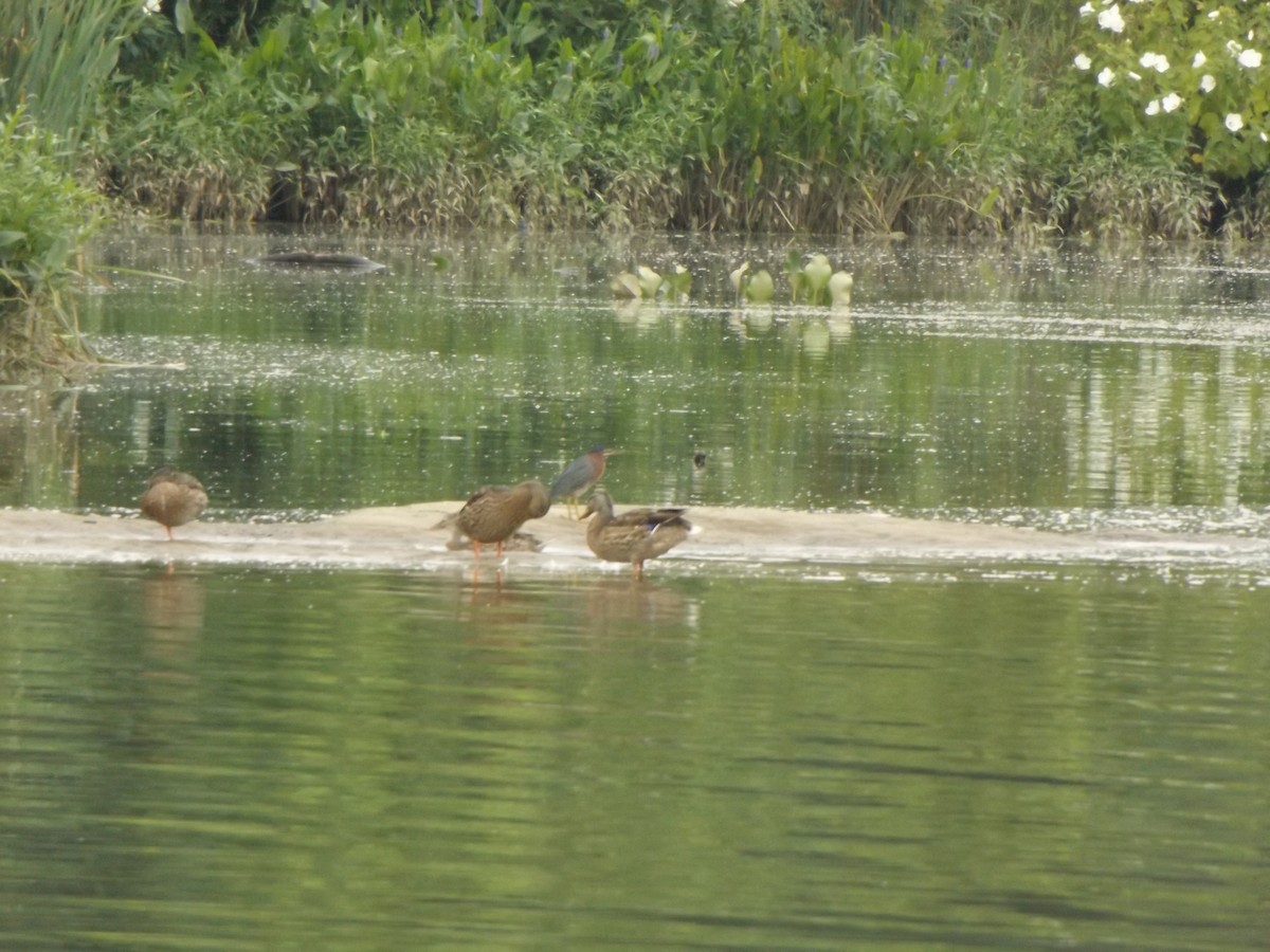 Green Heron - ML254242911