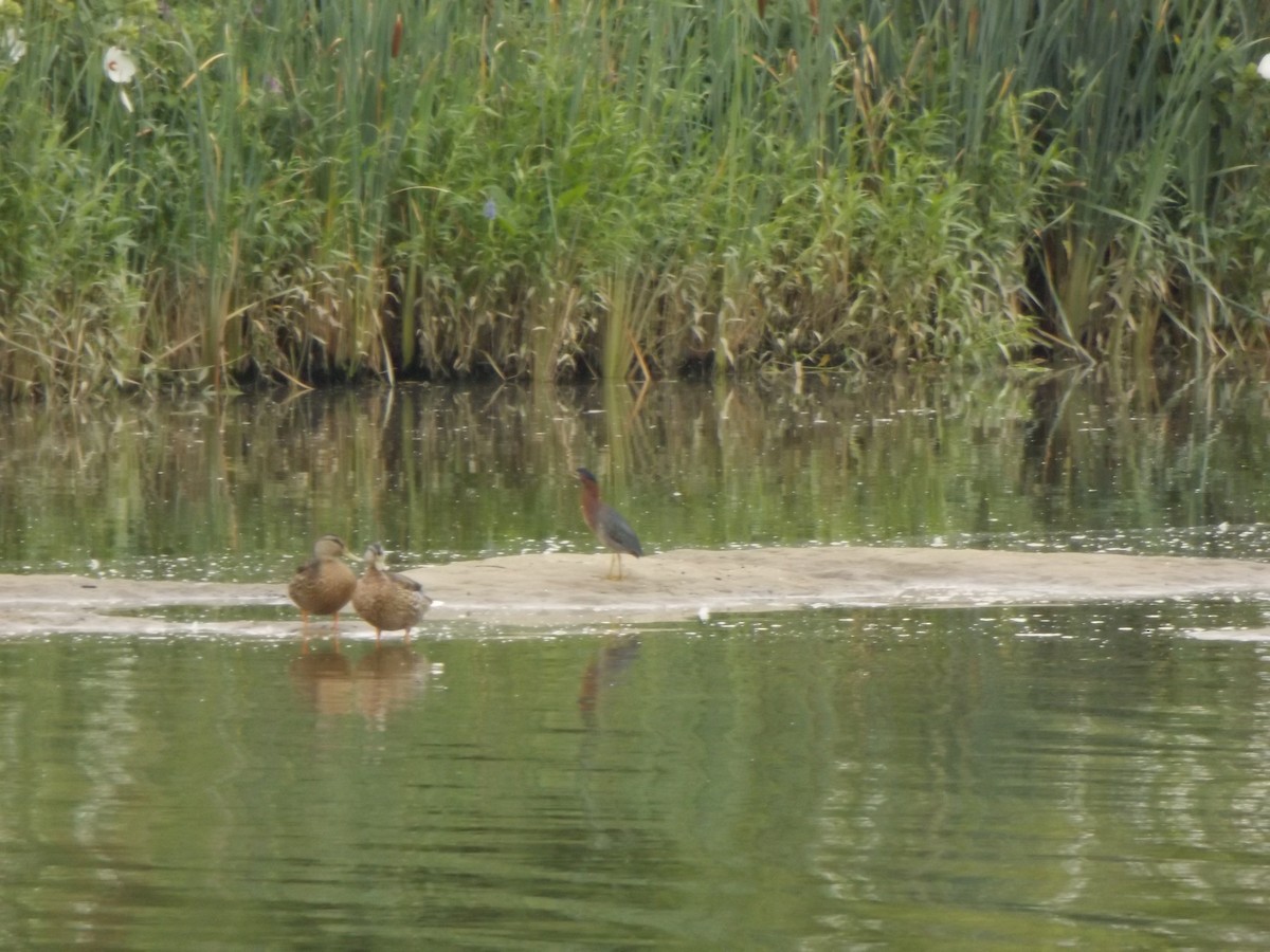 Green Heron - ML254242921