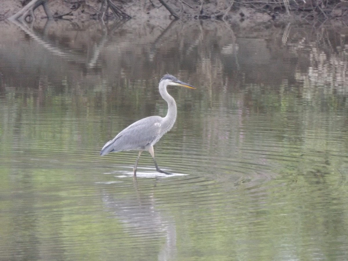 Great Blue Heron - ML254243011