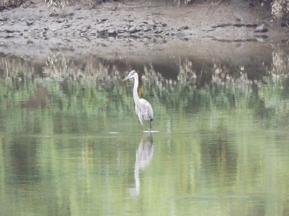 Great Blue Heron - ML254243031