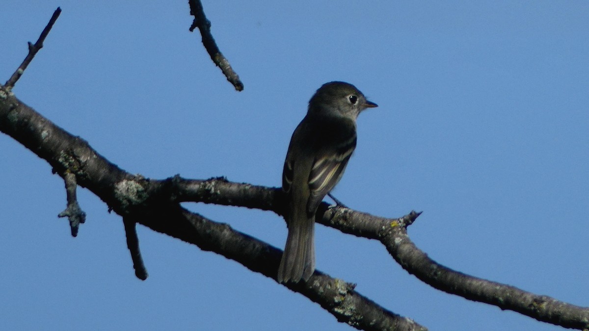 Least Flycatcher - ML254243671