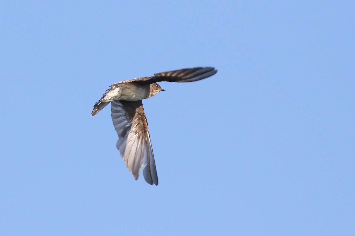 Northern Rough-winged Swallow - Tom Reed