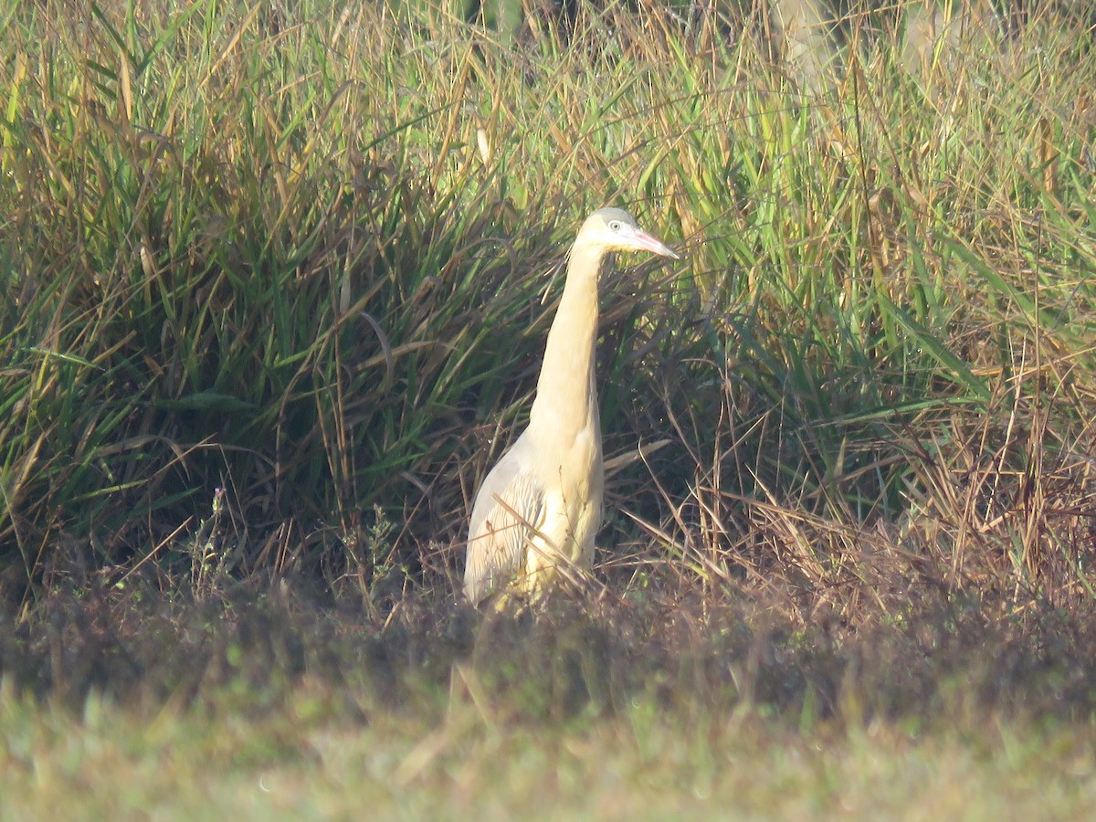 Whistling Heron - ML254247351