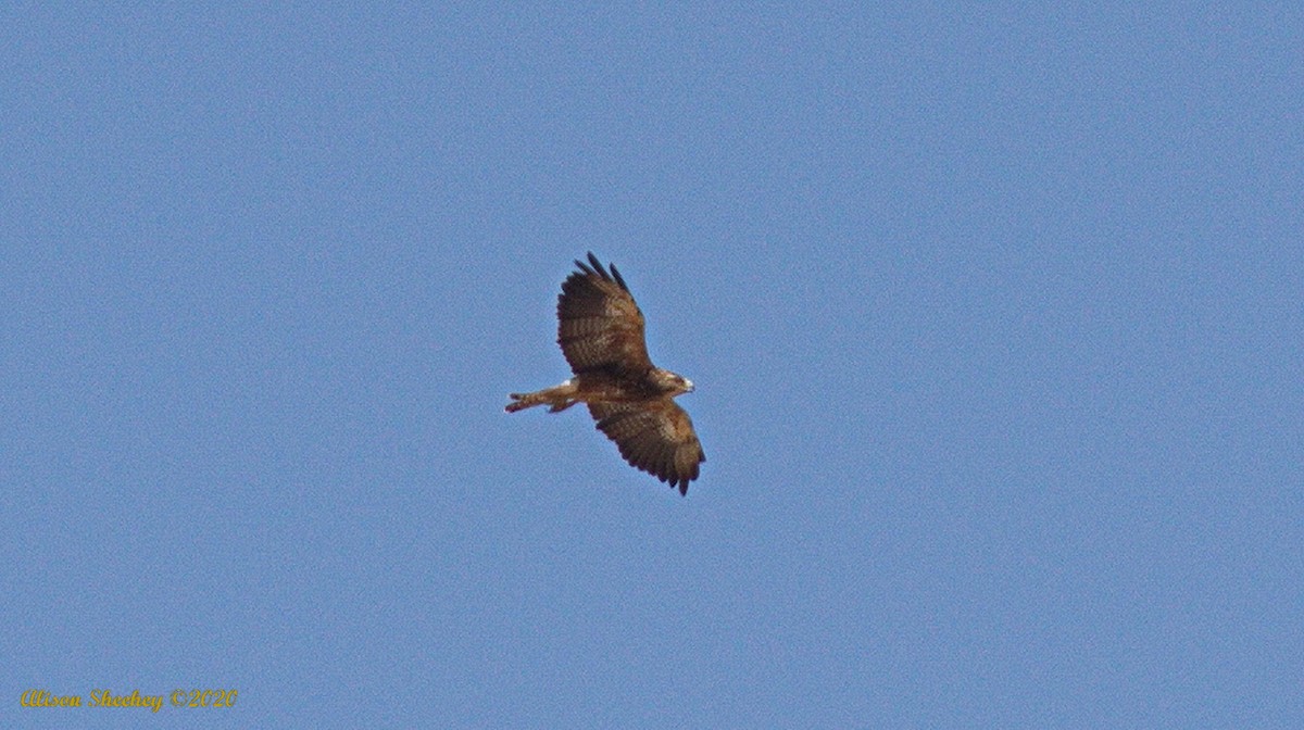 Swainson's Hawk - ML254250881