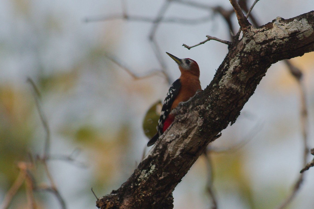 Rufous-bellied Woodpecker - ML254251411