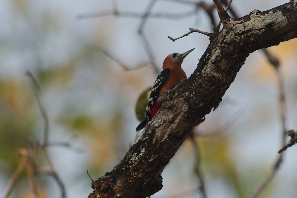Rufous-bellied Woodpecker - ML254251421