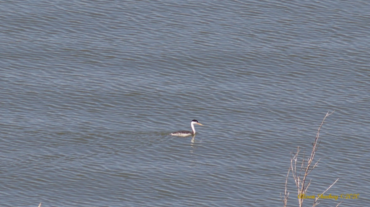 Clark's Grebe - ML254251811