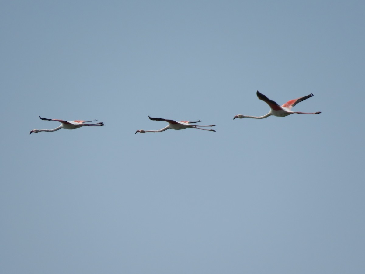 Greater Flamingo - ML254252191