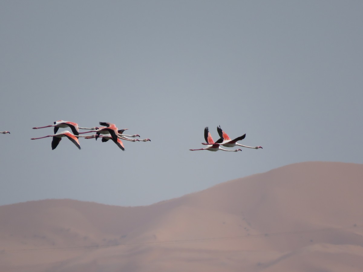 Greater Flamingo - ML254252231
