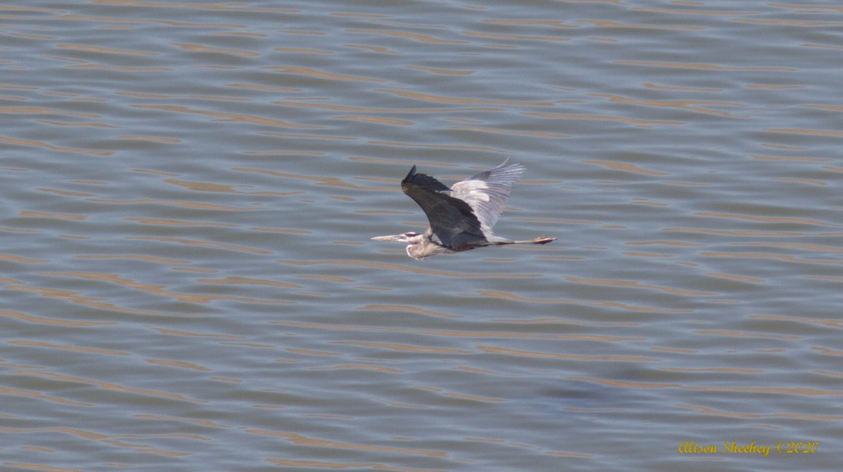 Great Blue Heron - ML254252341