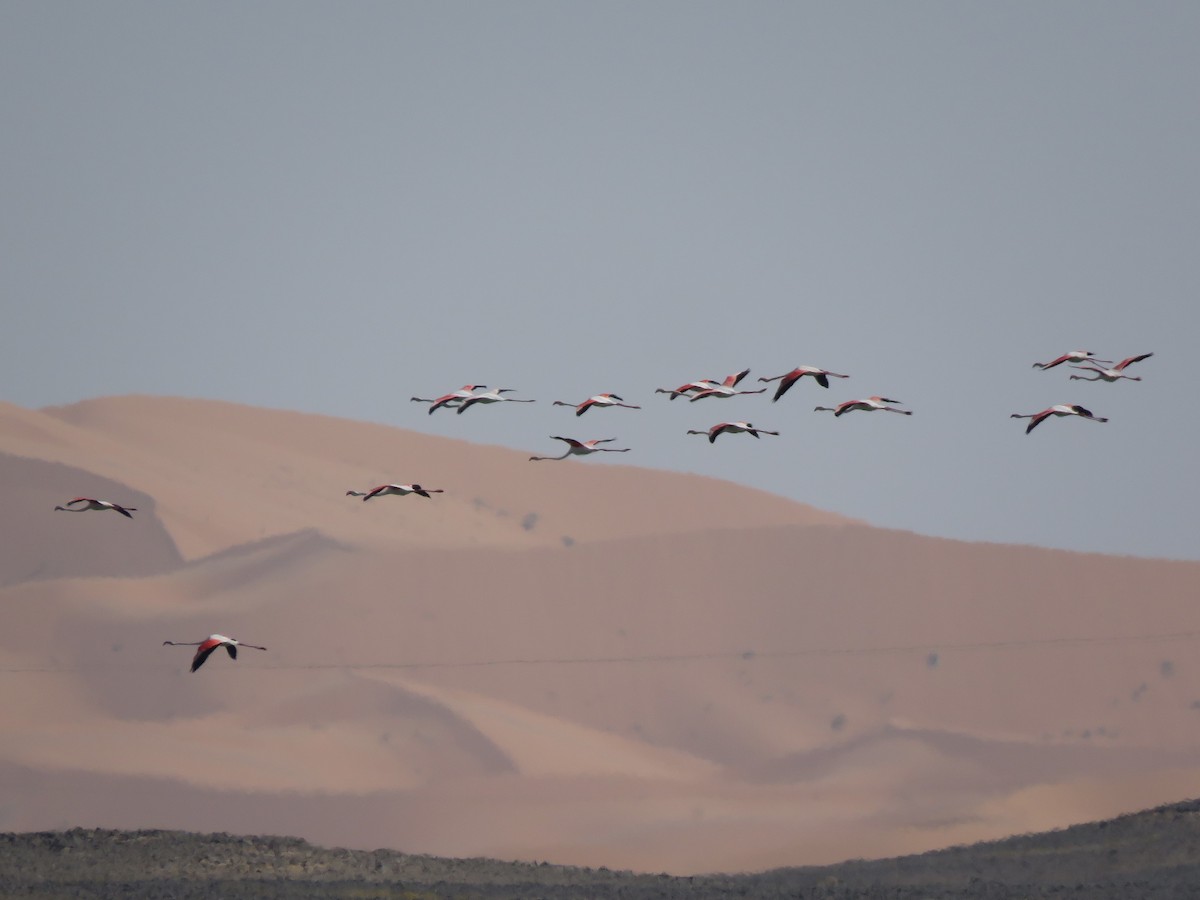 Greater Flamingo - ML254252351