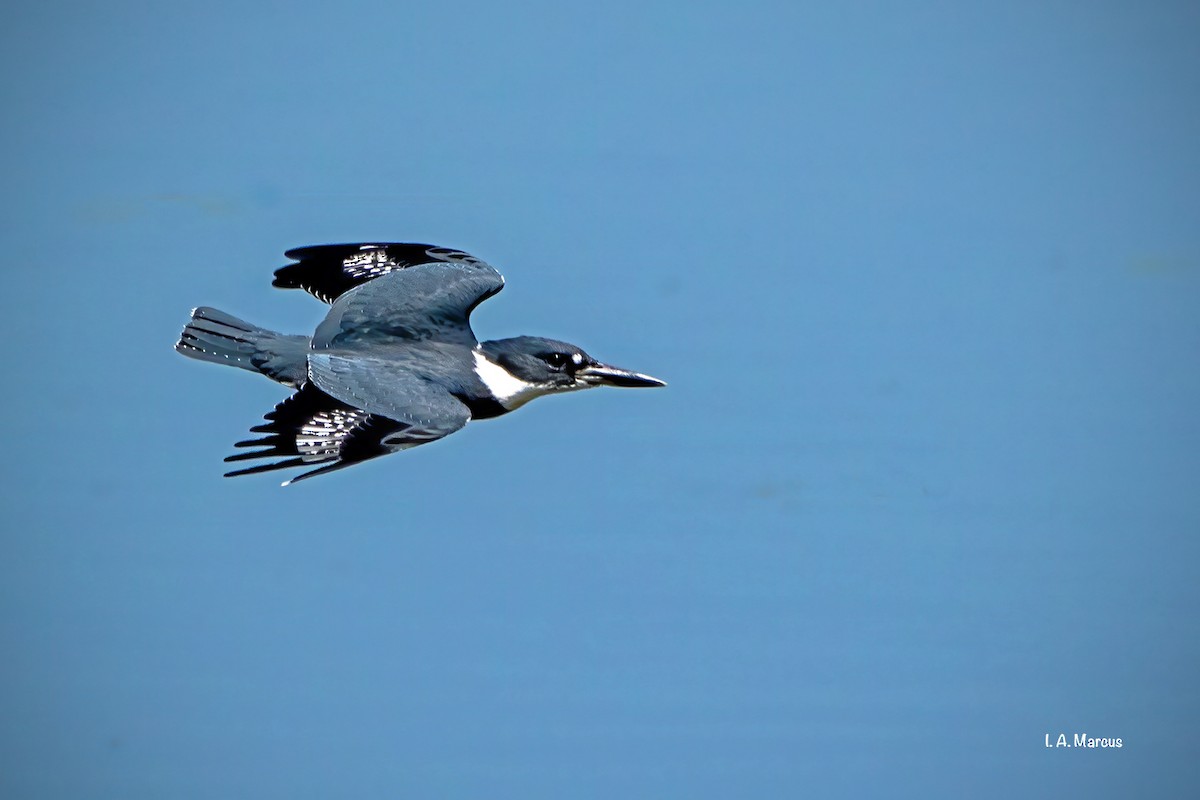 Belted Kingfisher - ML254253231