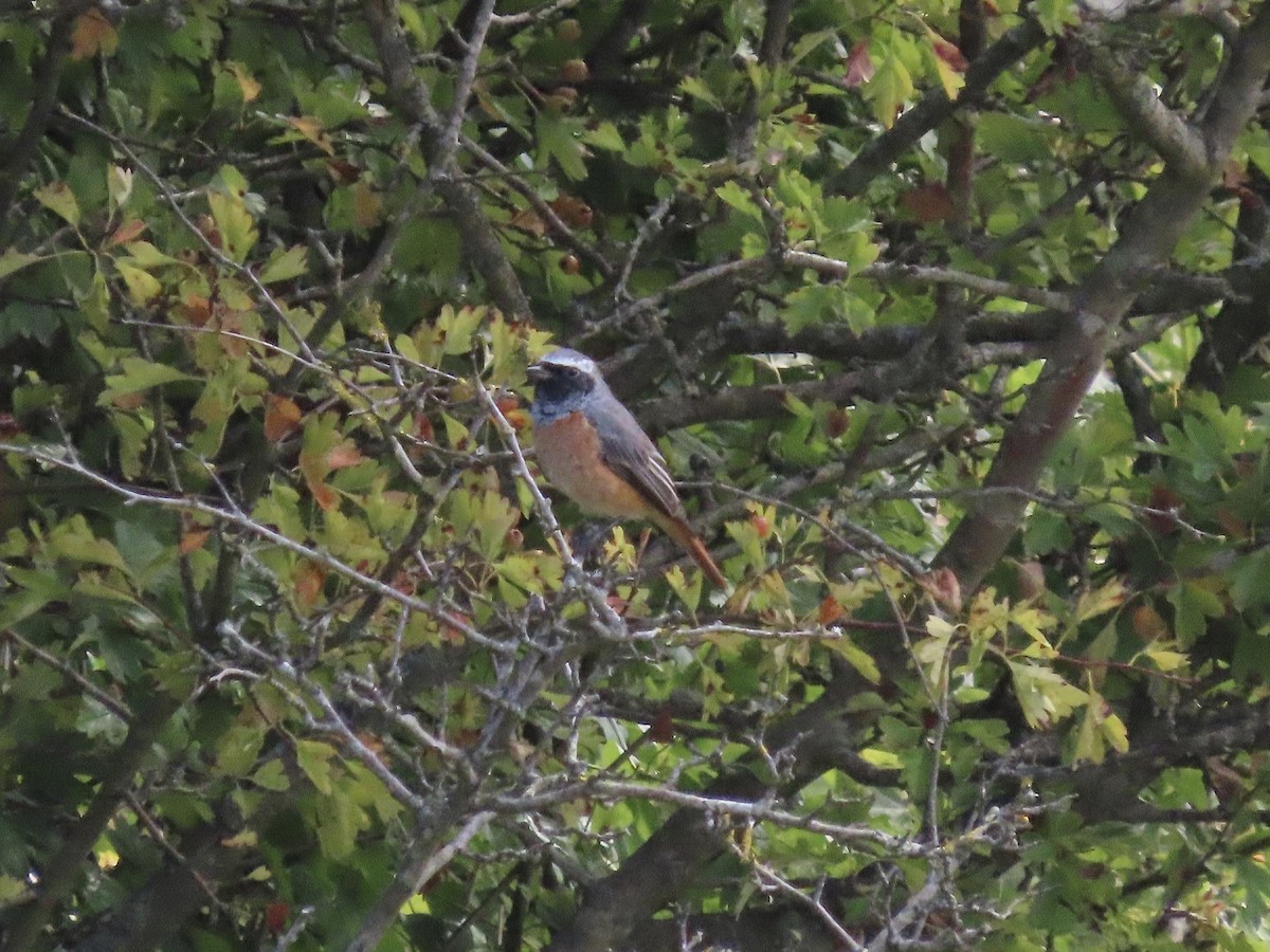 Common Redstart - David Campbell