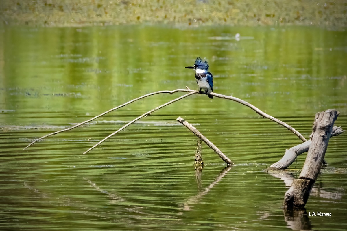 Belted Kingfisher - ML254253421
