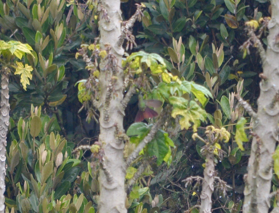 Tyrian Metaltail - ML254253631