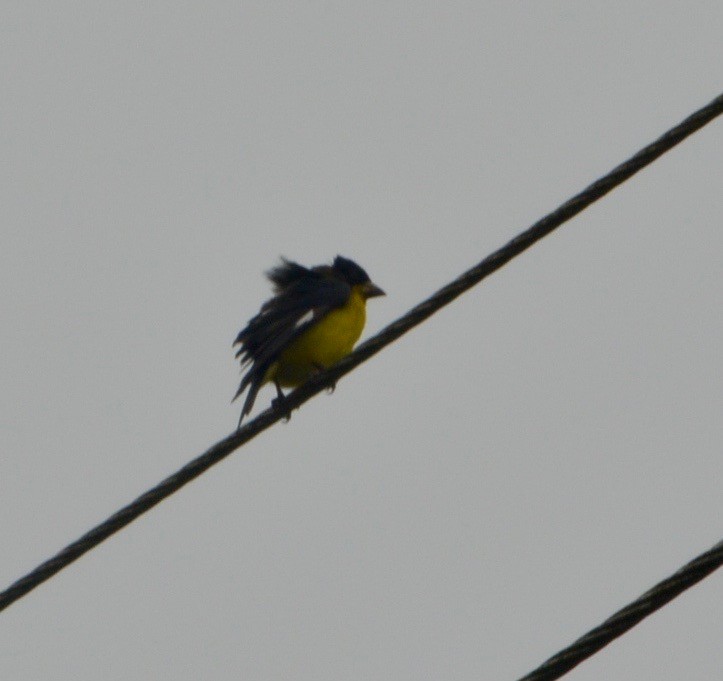 Lesser Goldfinch - ML254253691