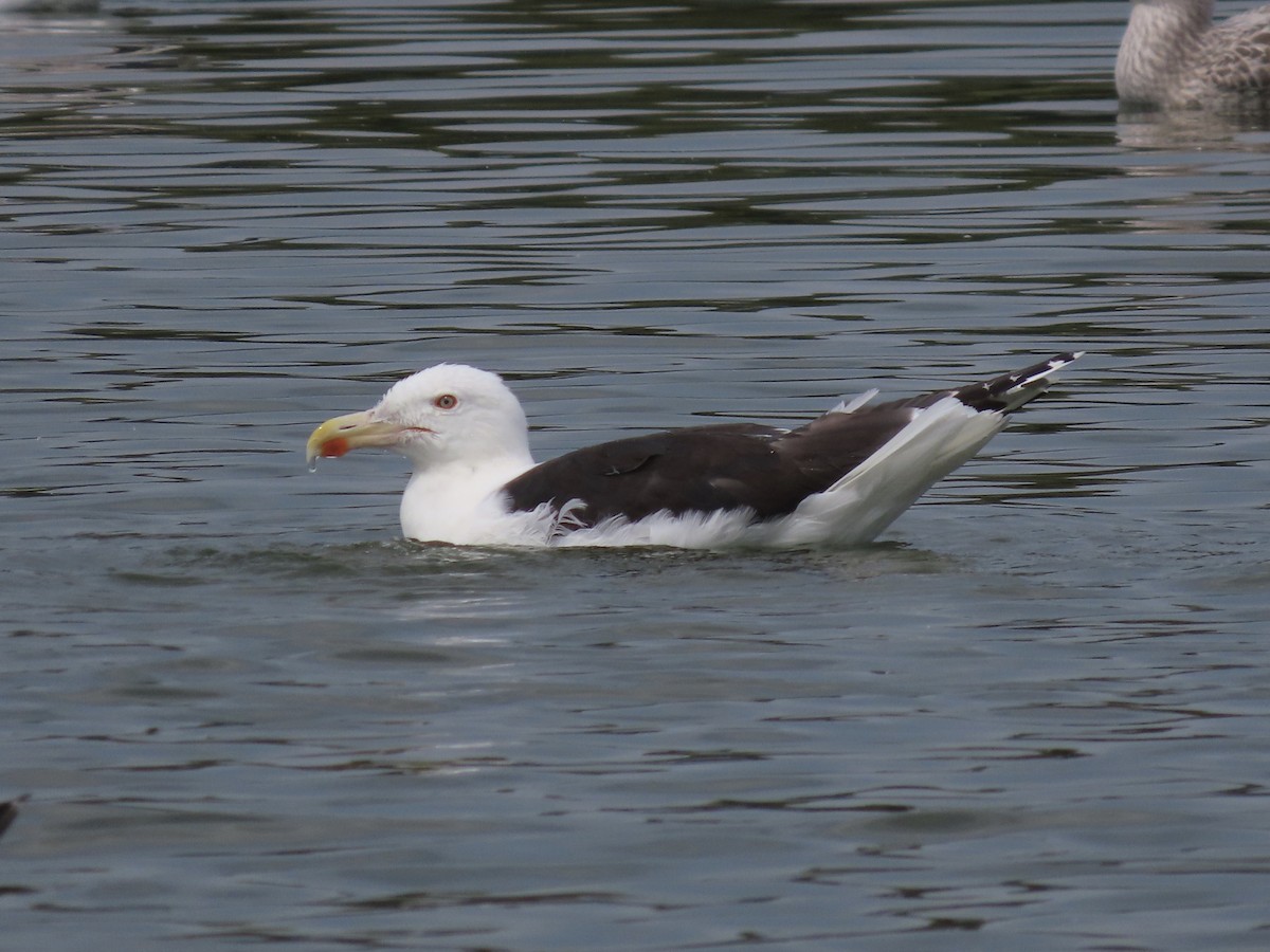 Great Black-backed Gull - David Campbell