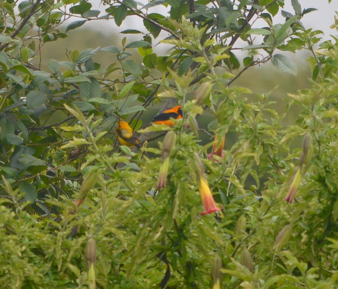 Yellow-backed Oriole - ML254253811