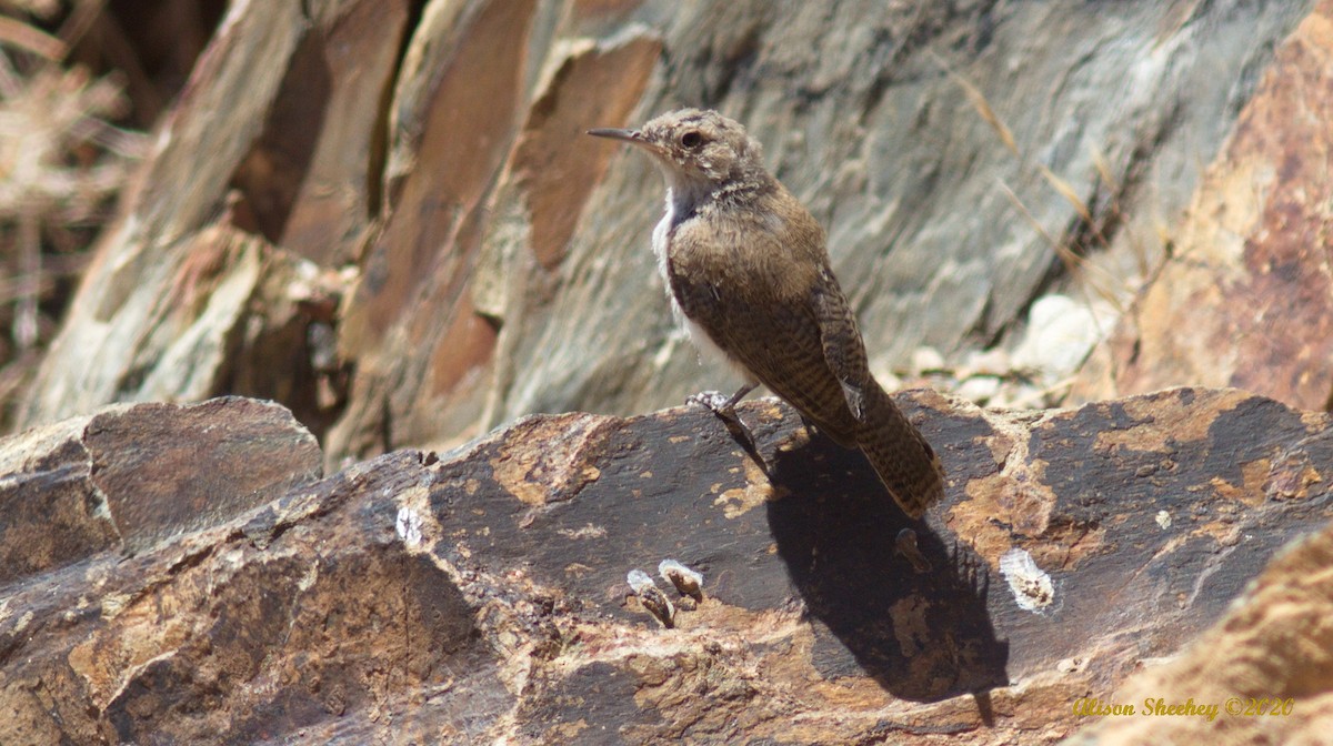 Rock Wren - ML254254341