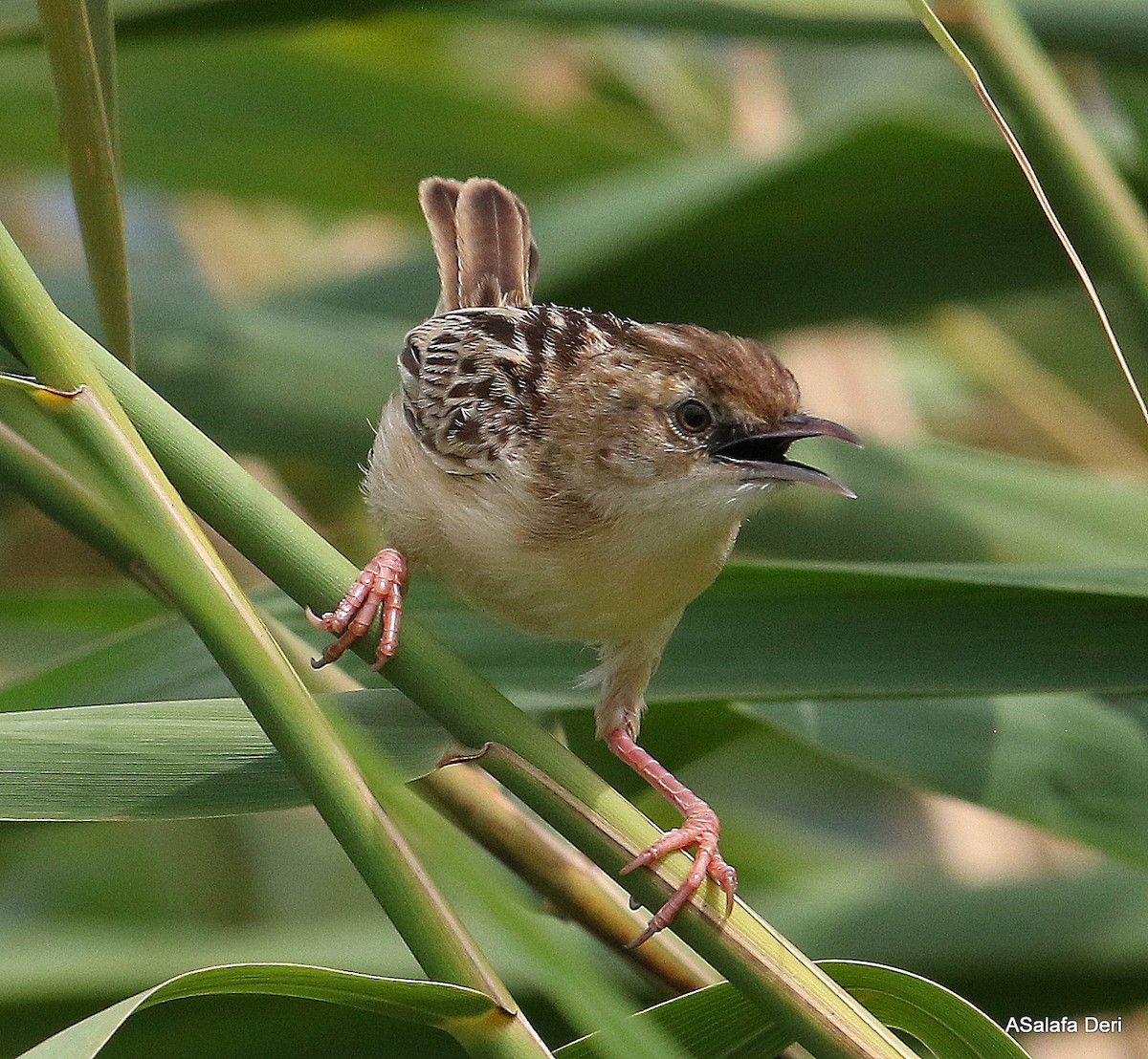 Zitting Cisticola - ML254254531